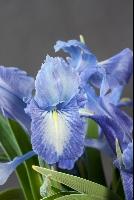 Iris 'Cadenza'